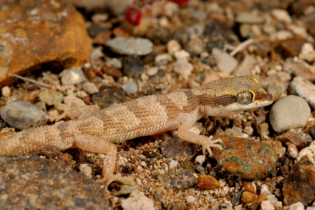 Oman Dwarf Gecko (Tropiocolotes confusus) · iNaturalist
