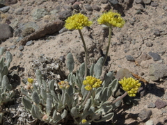 Eriogonum alexanderae