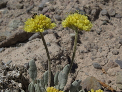 Eriogonum alexanderae
