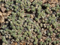 Cusickiella quadricostata