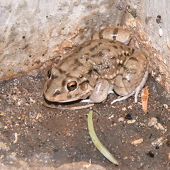 Leptodactylus bufonius