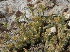 Cusickiella quadricostata