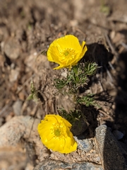 Ranunculus adoneus