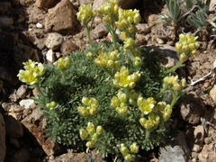 Cusickiella quadricostata
