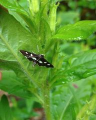 Desmia maculalis