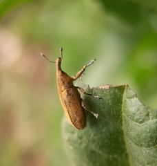 Lixus concavus