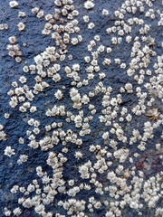 Chthamalus hedgecocki