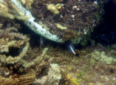Meuschenia flavolineata