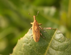 Lixus concavus
