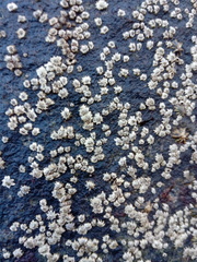 Chthamalus hedgecocki