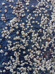 Chthamalus hedgecocki