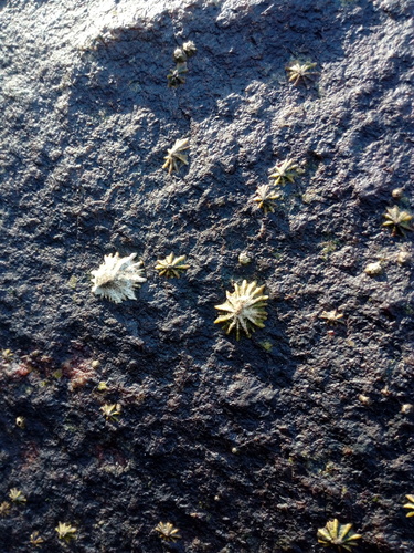 Siphonaria gigas