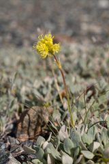 Eriogonum libertini