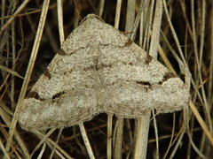 Digrammia denticulata