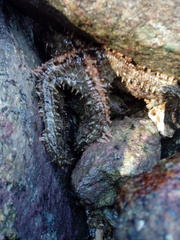 Asteropsis carinifera