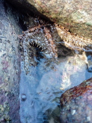 Asteropsis carinifera