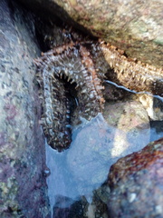 Asteropsis carinifera