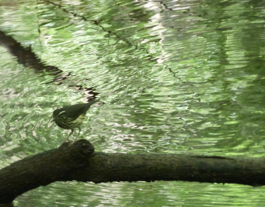 louisiana-waterthrush-from-richland-county-sc-usa-on-june-09-2021-at