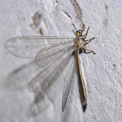 Dimares elegans