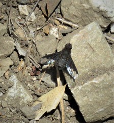 Hemipenthes morioides