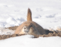 Cynomys ludovicianus