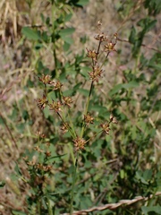 Juncus oxymeris