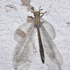 Dimares elegans