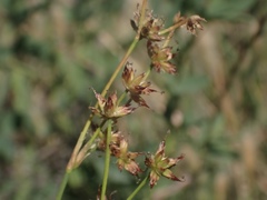 Juncus oxymeris