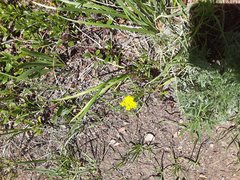 Pseudocymopterus