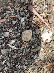 Oecophylla smaragdina