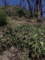 Helianthus exilis