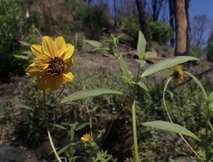 Helianthus exilis