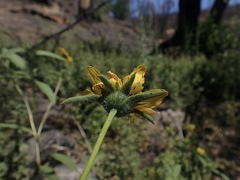 Helianthus exilis
