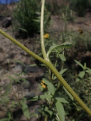 Helianthus exilis