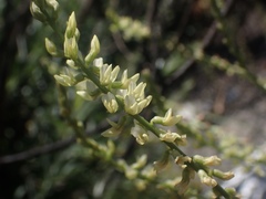 Astragalus clevelandii