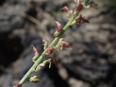 Astragalus clevelandii