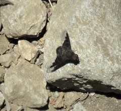 Hemipenthes morioides