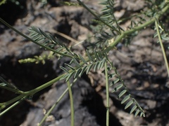 Astragalus clevelandii