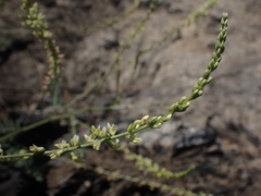 Astragalus clevelandii