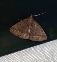 Zanclognatha obscuripennis