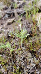 Microsteris gracilis