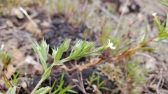 Microsteris gracilis