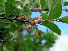 Cotoneaster melanocarpus