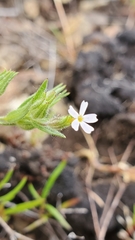 Microsteris gracilis