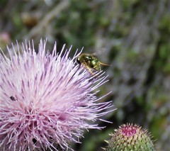 Eulonchus smaragdinus