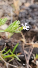 Microsteris gracilis