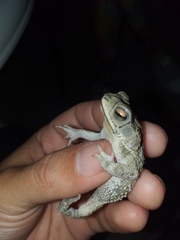 Rhinella major