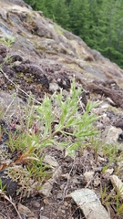 Microsteris gracilis