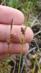 Carex rossii