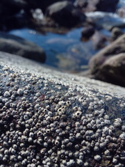 Chthamalus hedgecocki